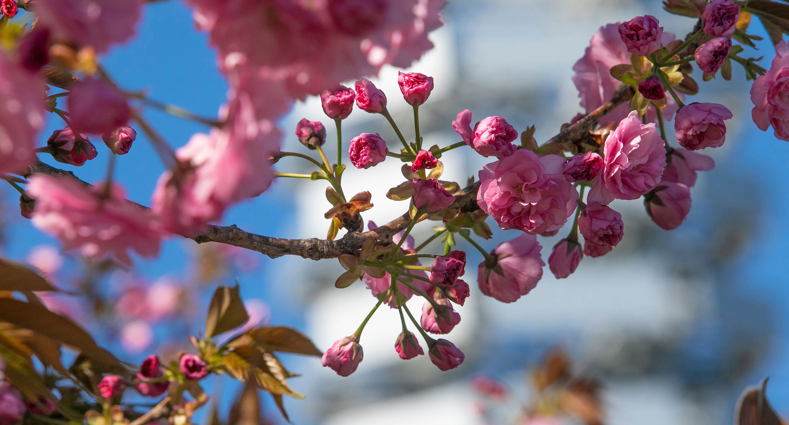 Pink Cherry Blossoms Blooming in Front of Stony Brook Building