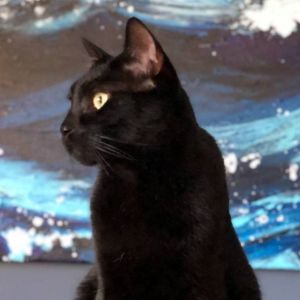 A black cat