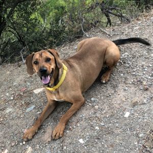 A brown dog laying down.