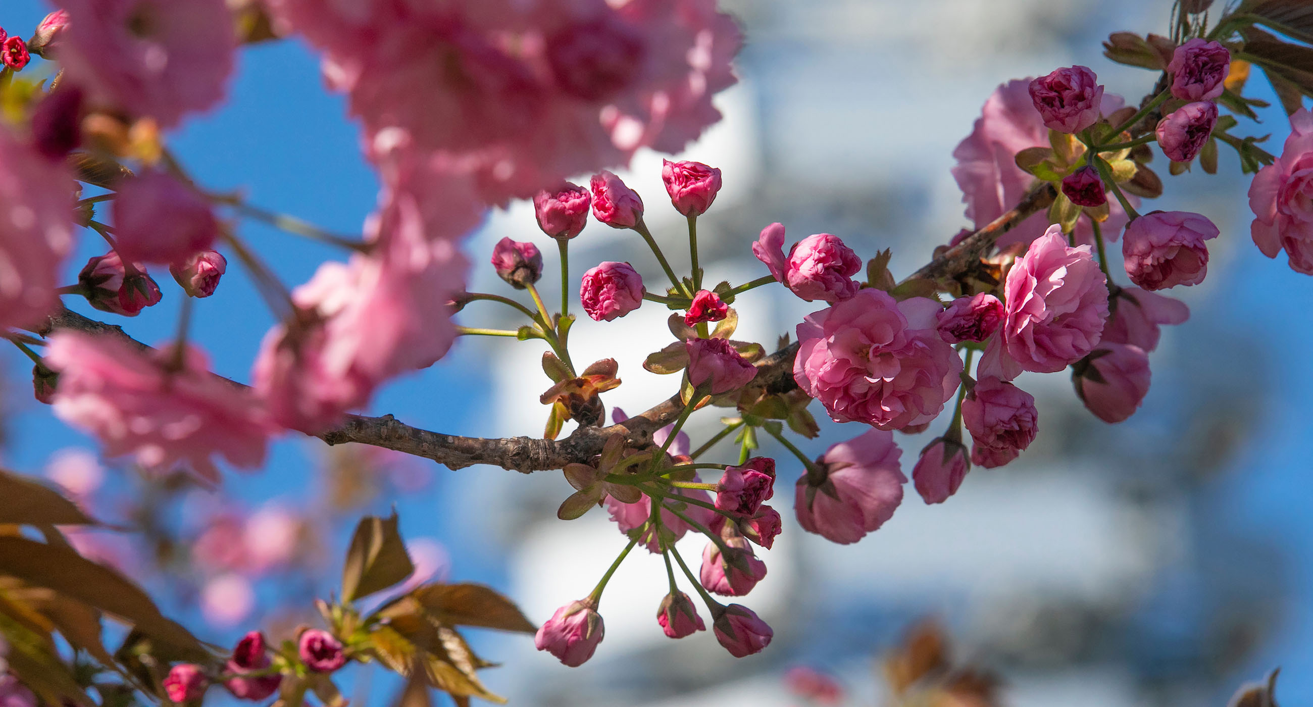 Pink flowers on a branch