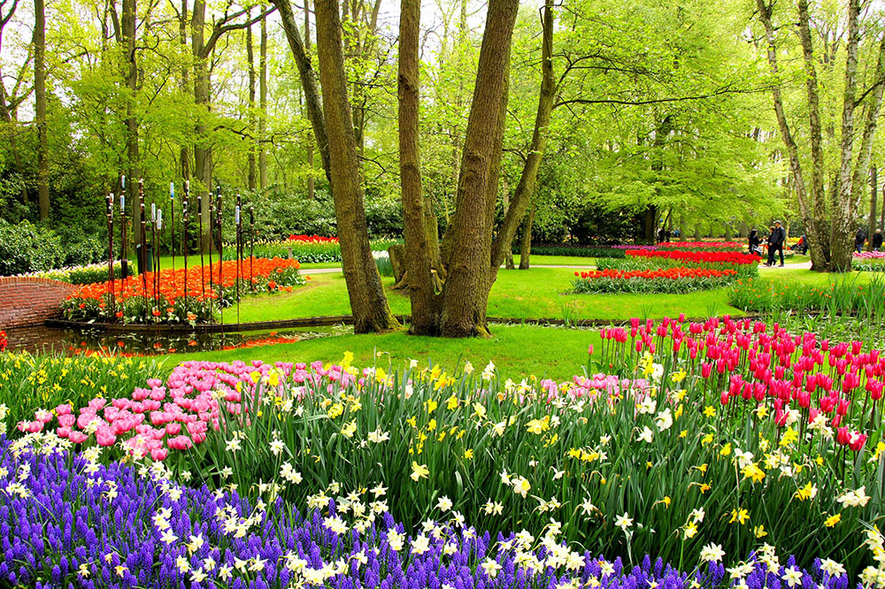 Park setting with tulips under trees