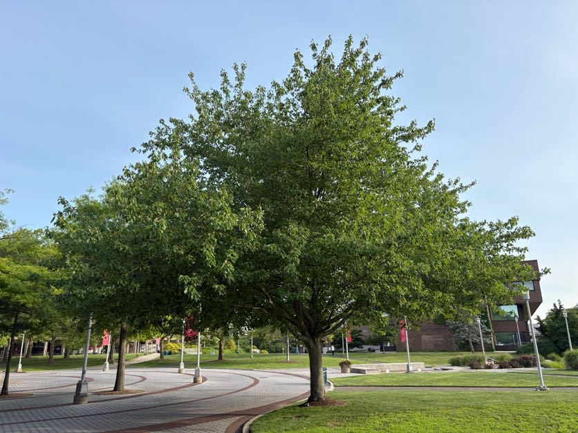 acer rubrum summer