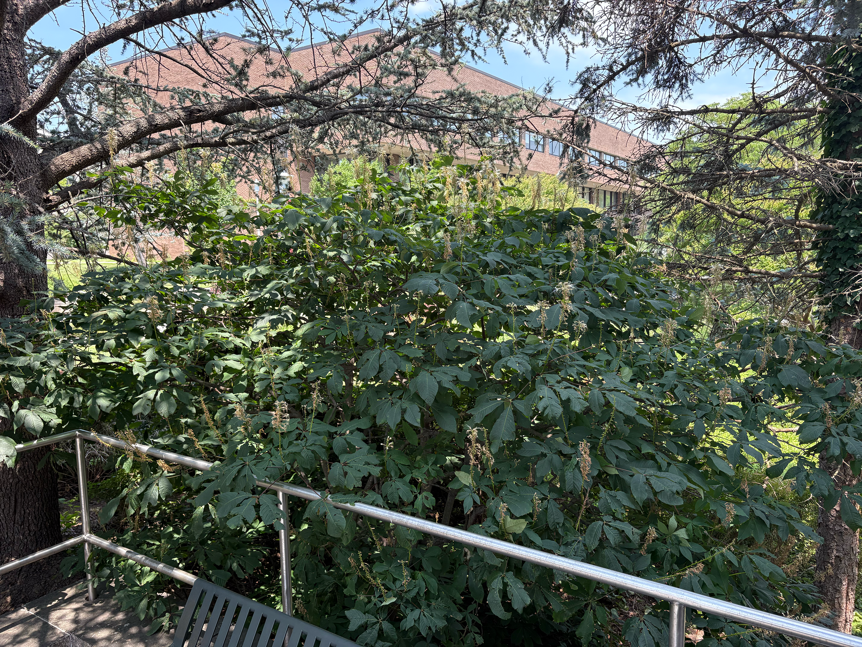 aesculus glabra in summer