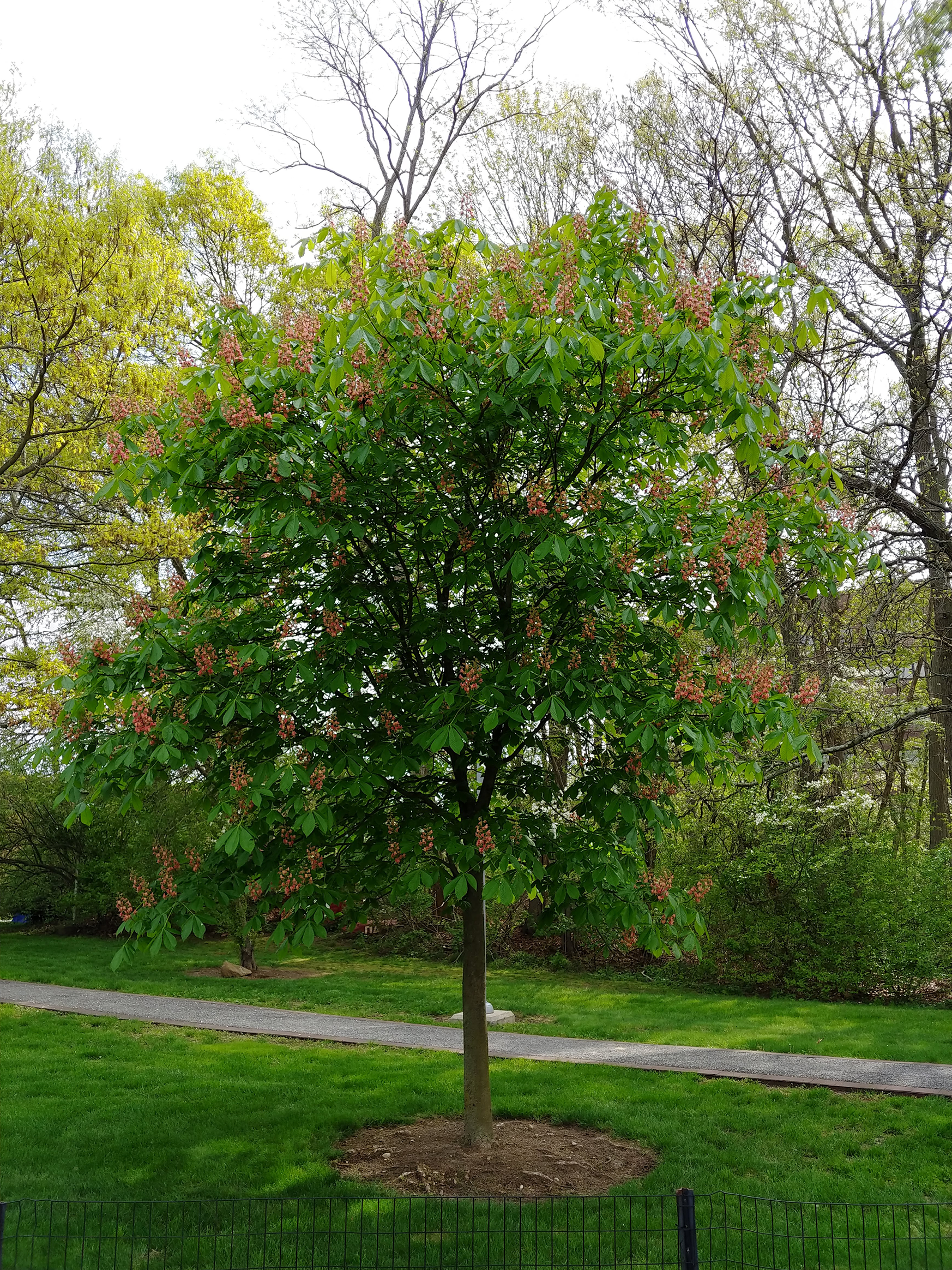 Horse Chestnut in summer