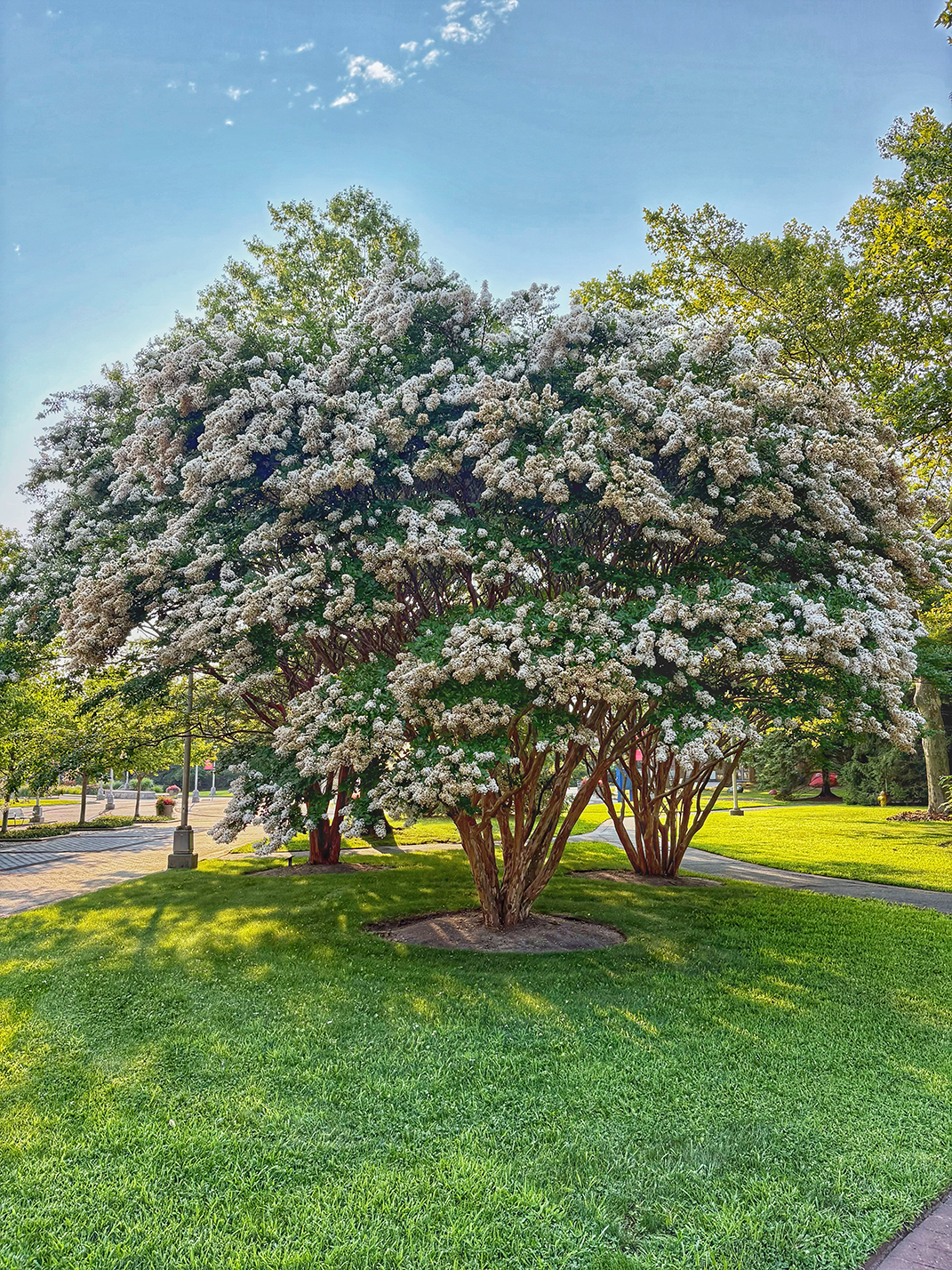 crepe myrtle in summer