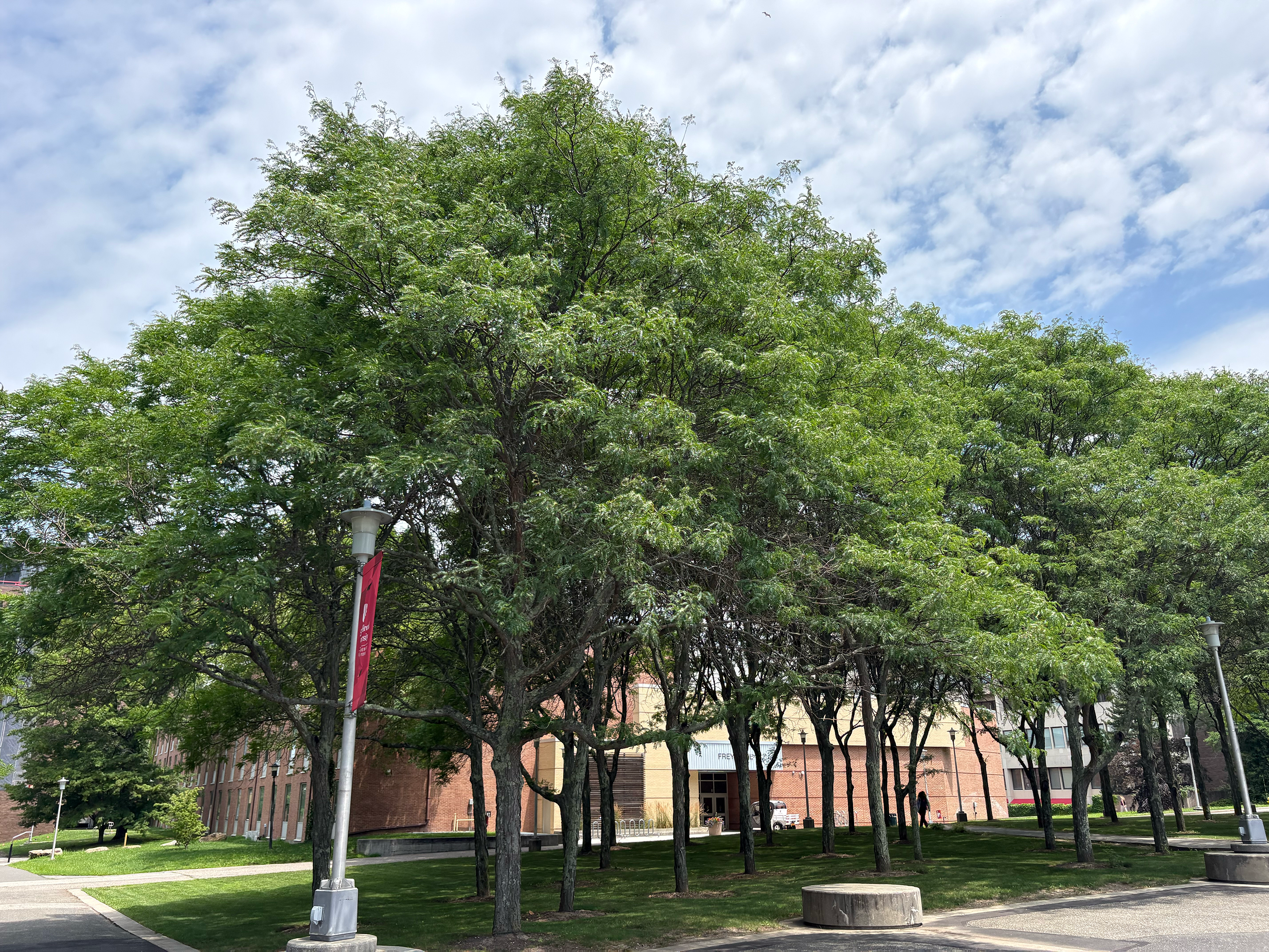 Thornless Honey Locust in summer