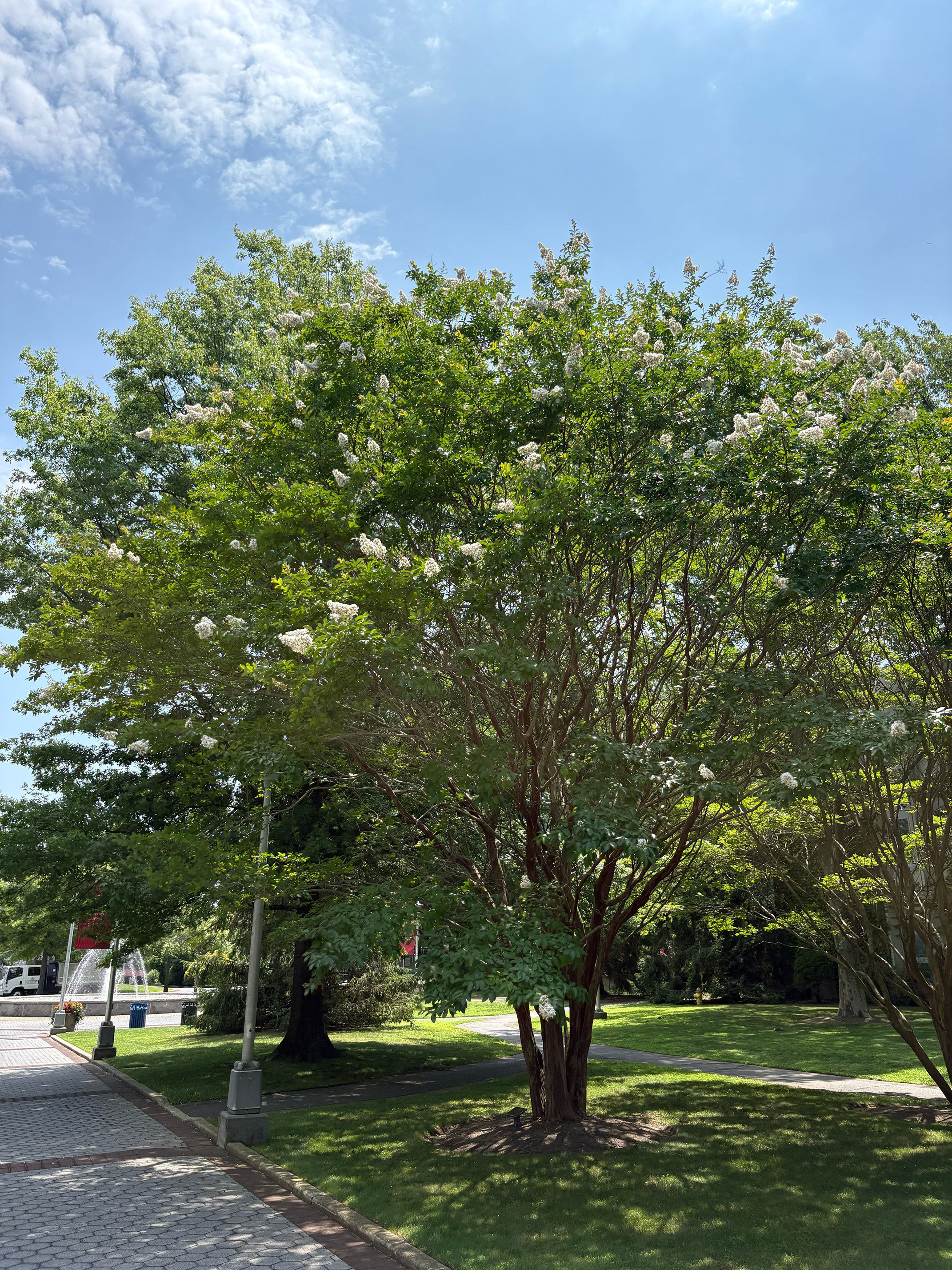 crape myrtle in summer