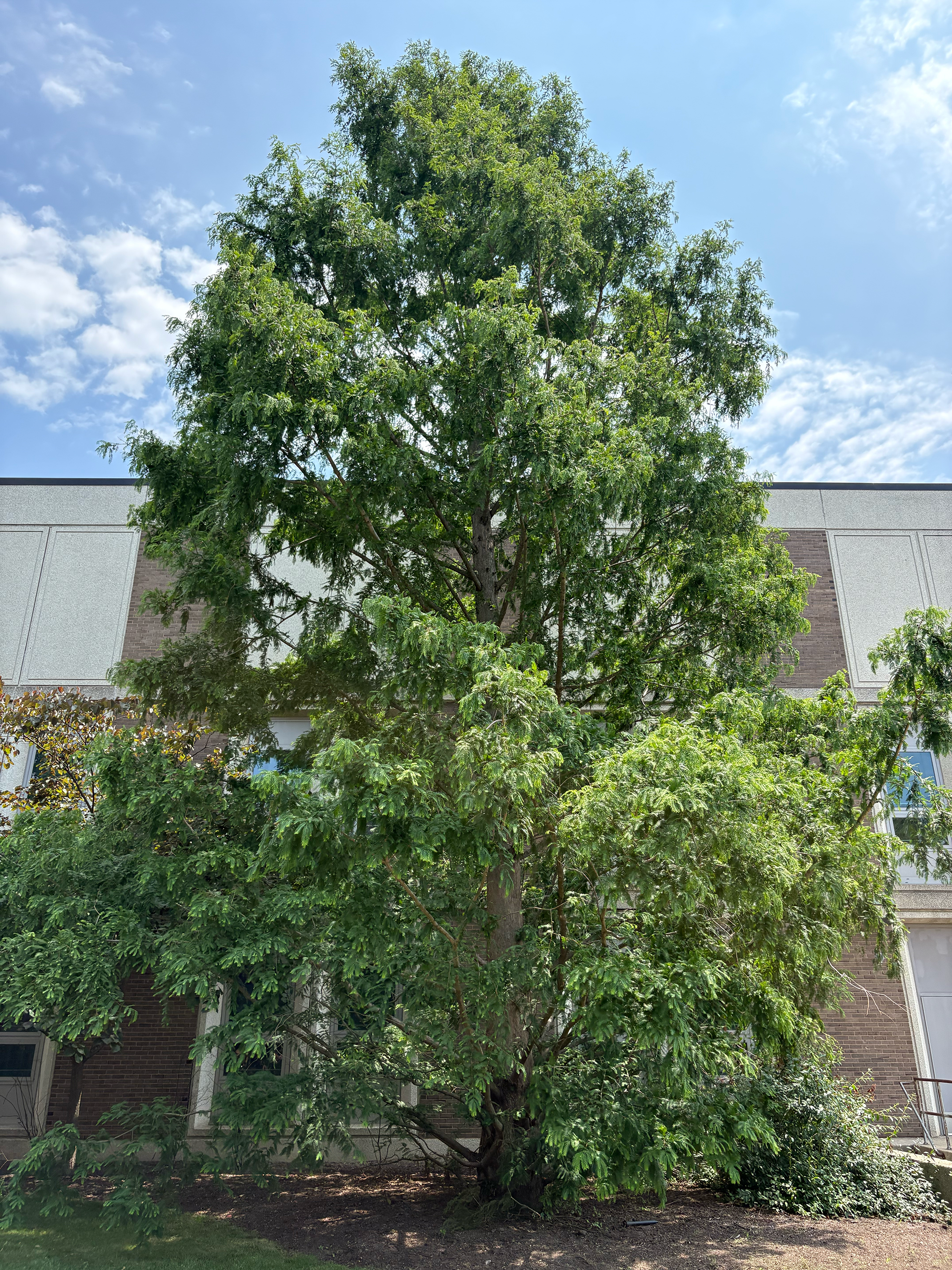 Dawn Redwood in summer