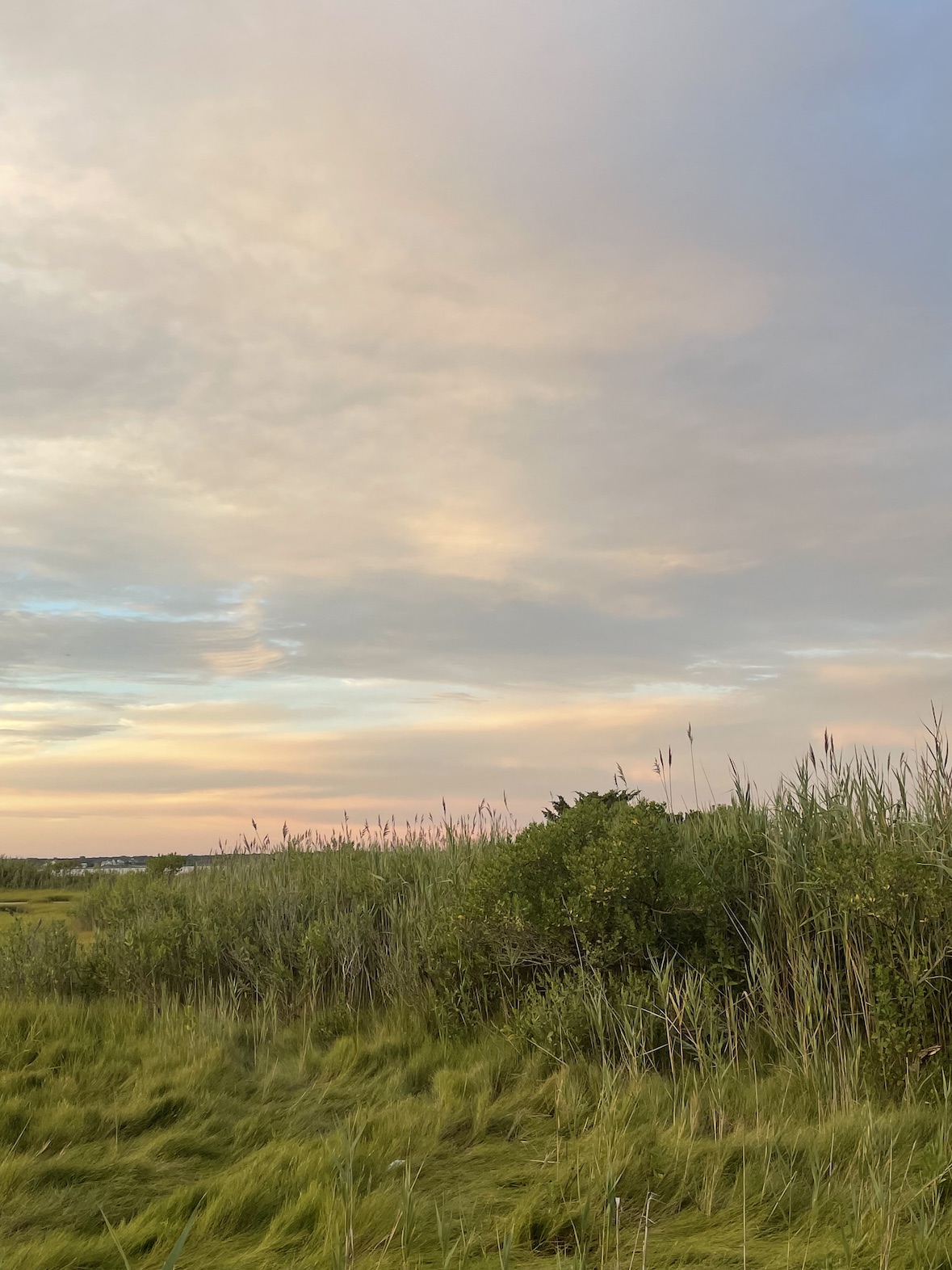 Marshland at golden hour