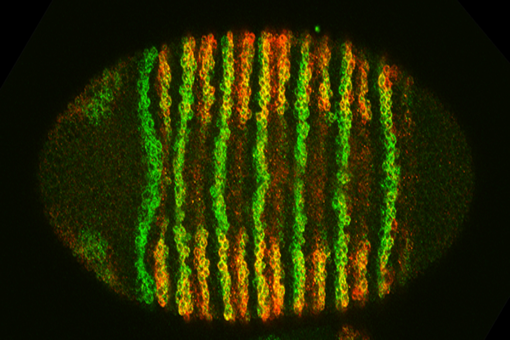 colorful cells in a fly larva