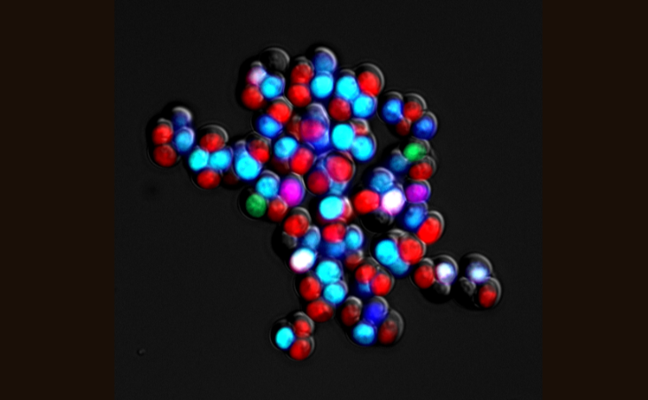 An image of a series of dots that represent chromosome pairing points.
