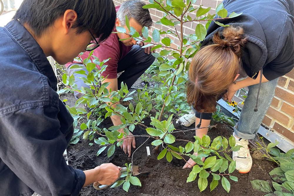 image of three people planting native species into soil