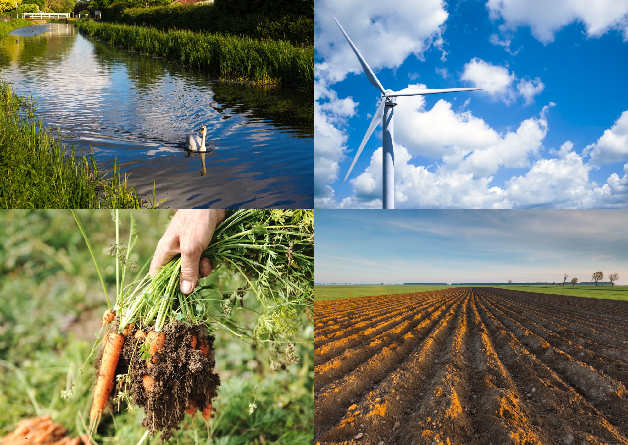 windmill, duck, carrots, farmland