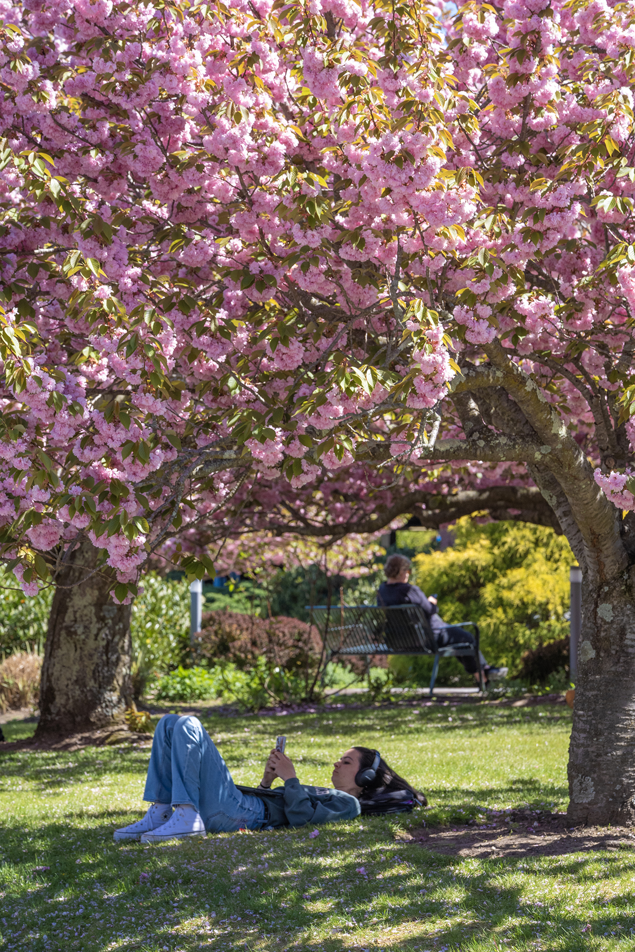 A student sitting under the shade of a cherry blossom tree