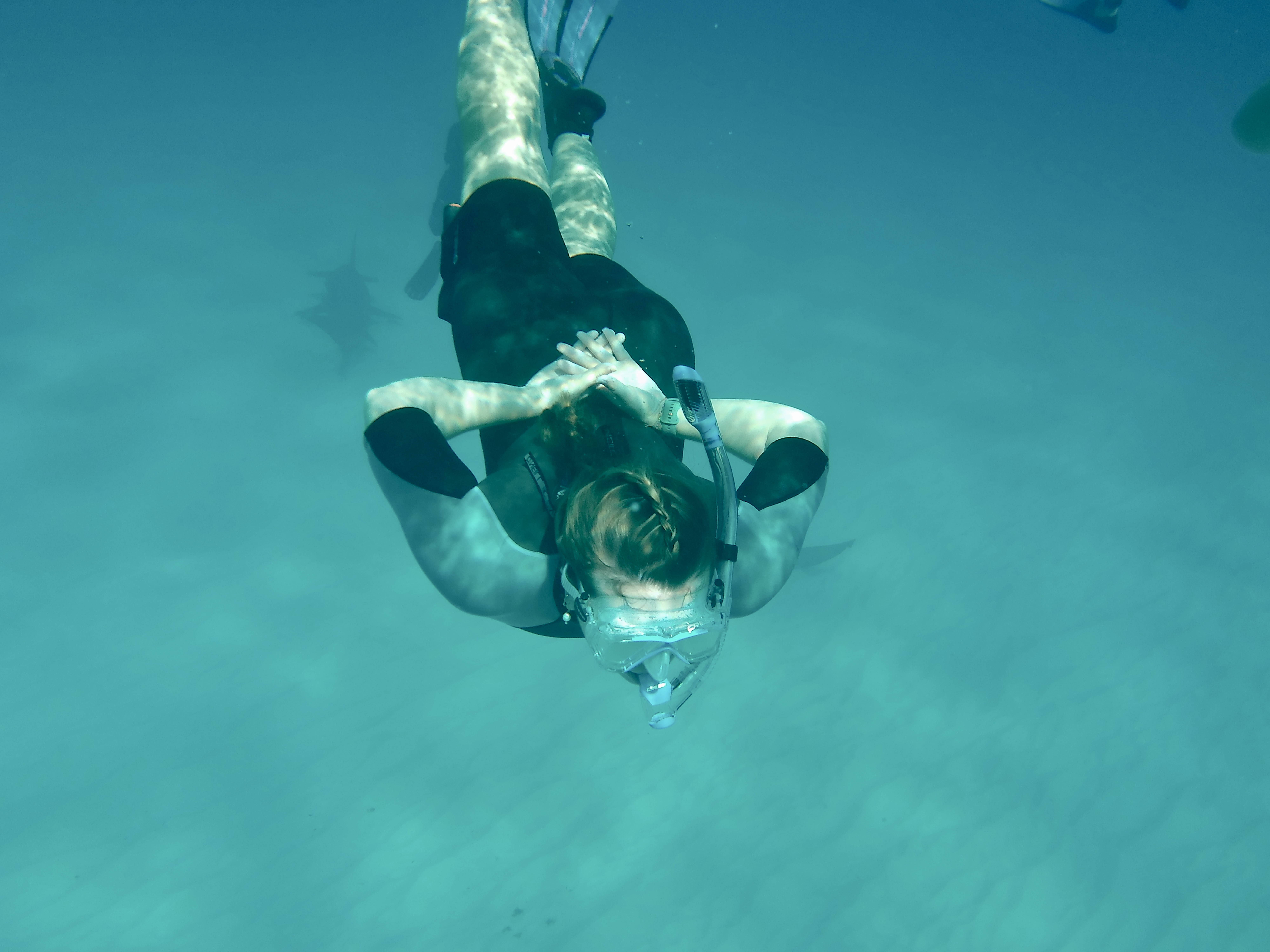 MCP Student Kate Maio snorkeling with sharks at the Bimini Biological Field Station, Bahamas