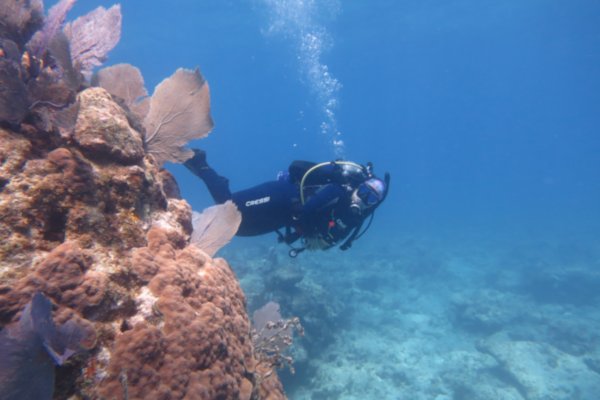 Alexandra Fine dives among a coral reef Alexandra Fine dives among a coral reef