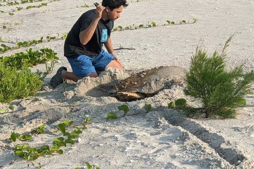 Andrew Glinsky monitoring sea turtle activity at the beach Andrew Glinsky monitoring sea turtle activity at the beach