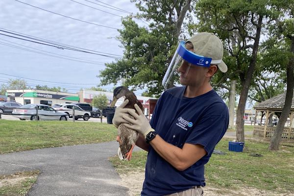 Chris Eagler holds a duck while wearing a protective face shield Chris Eagler holds a duck while wearing a protective face shield