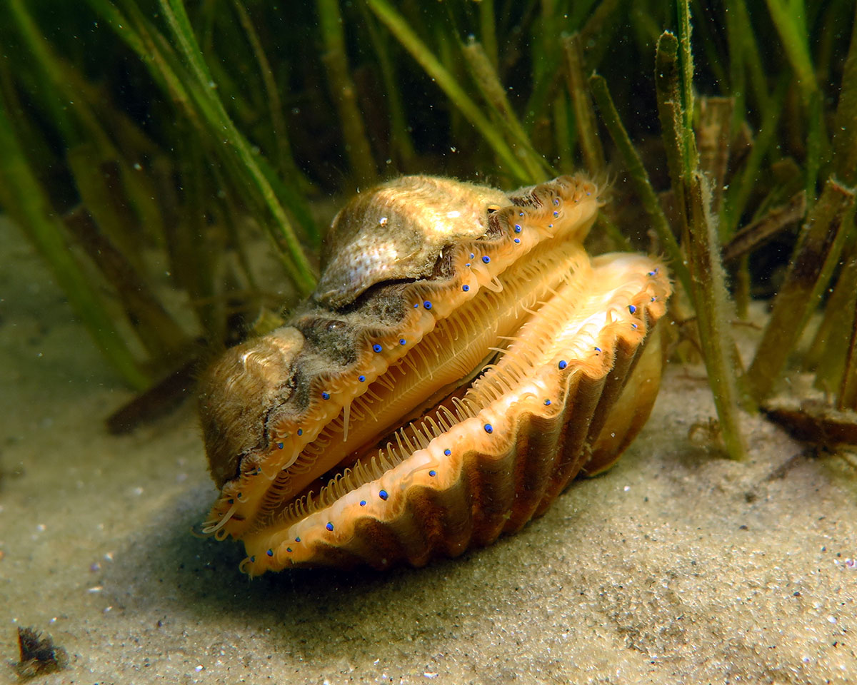 Bay scallop