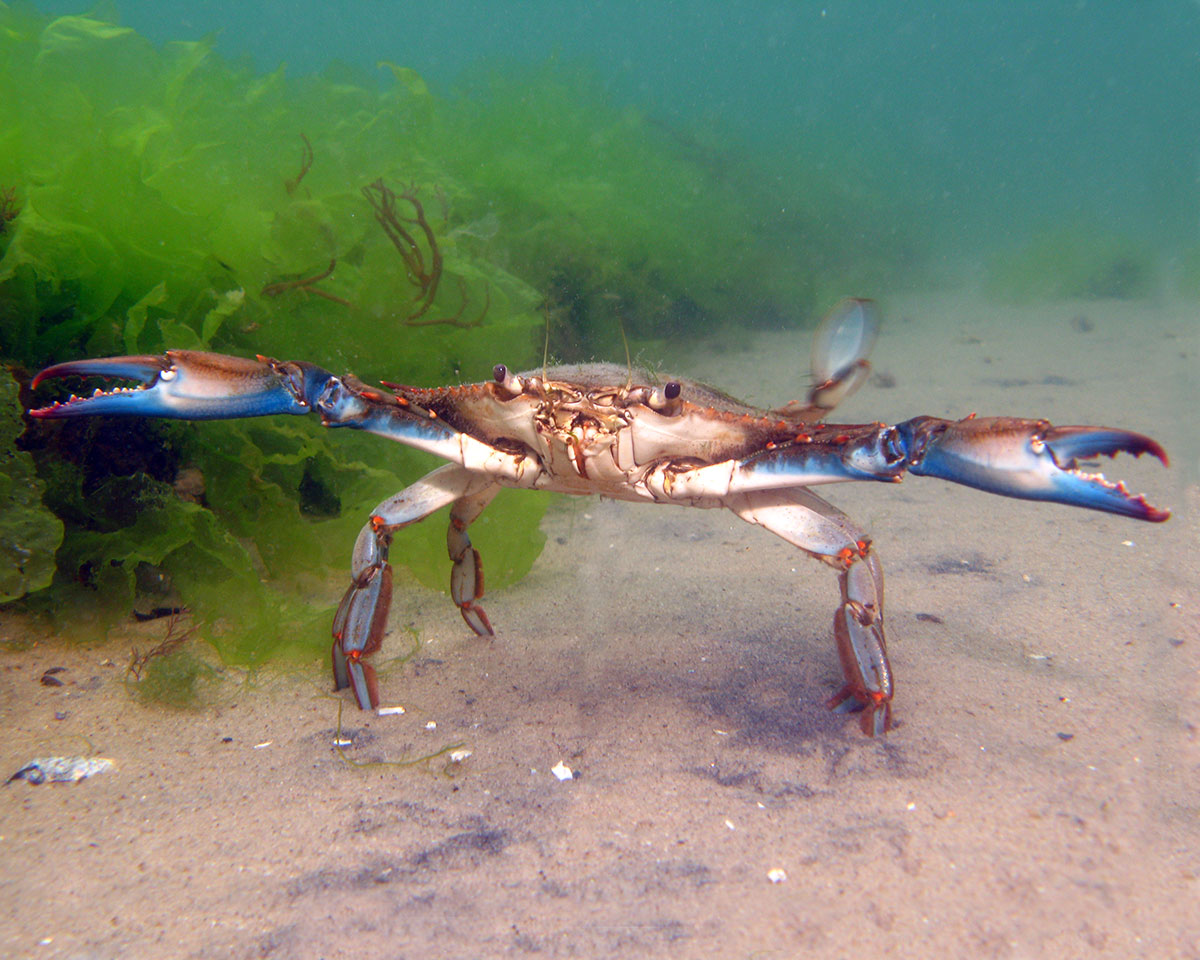 Blue crab