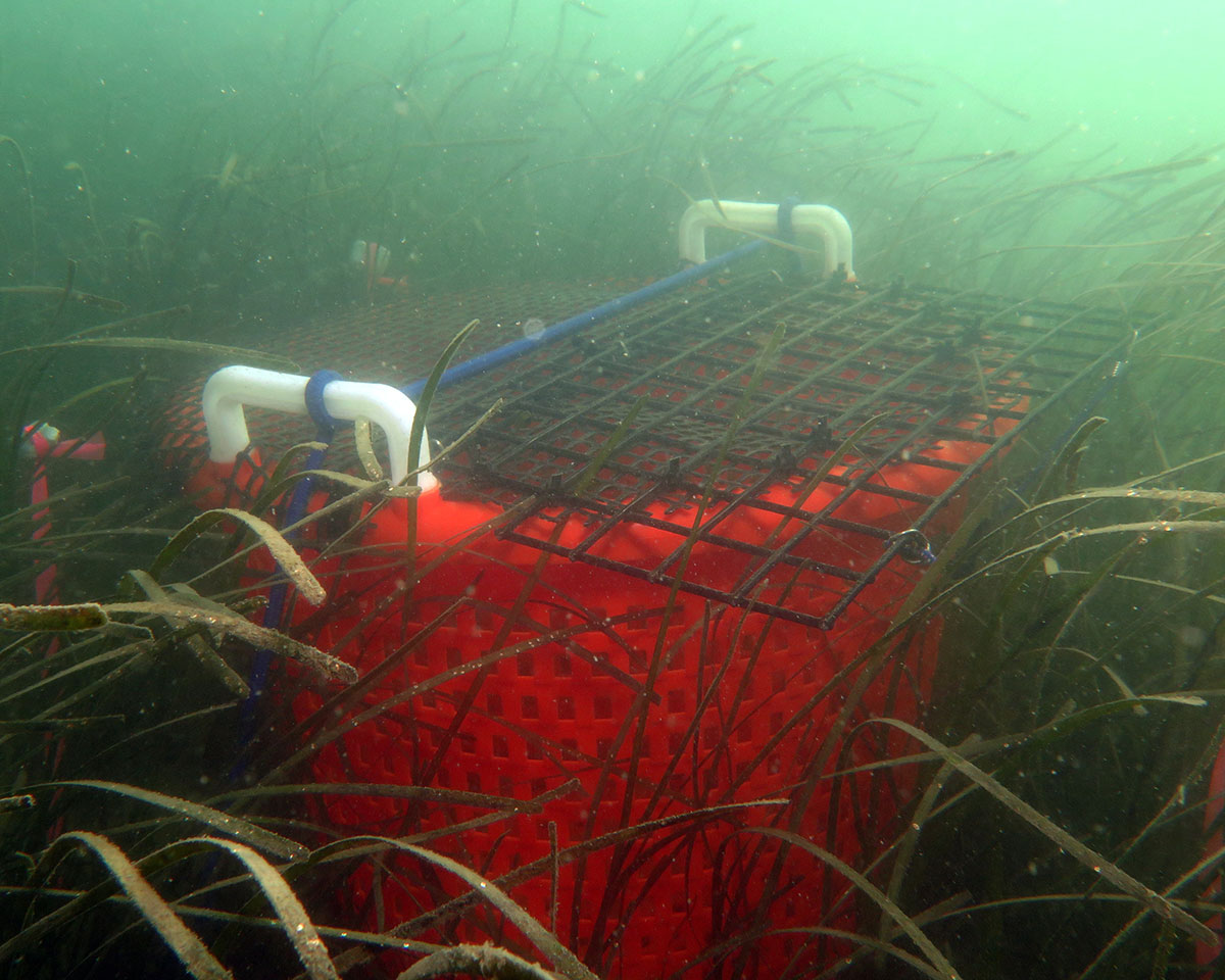 Fish basket