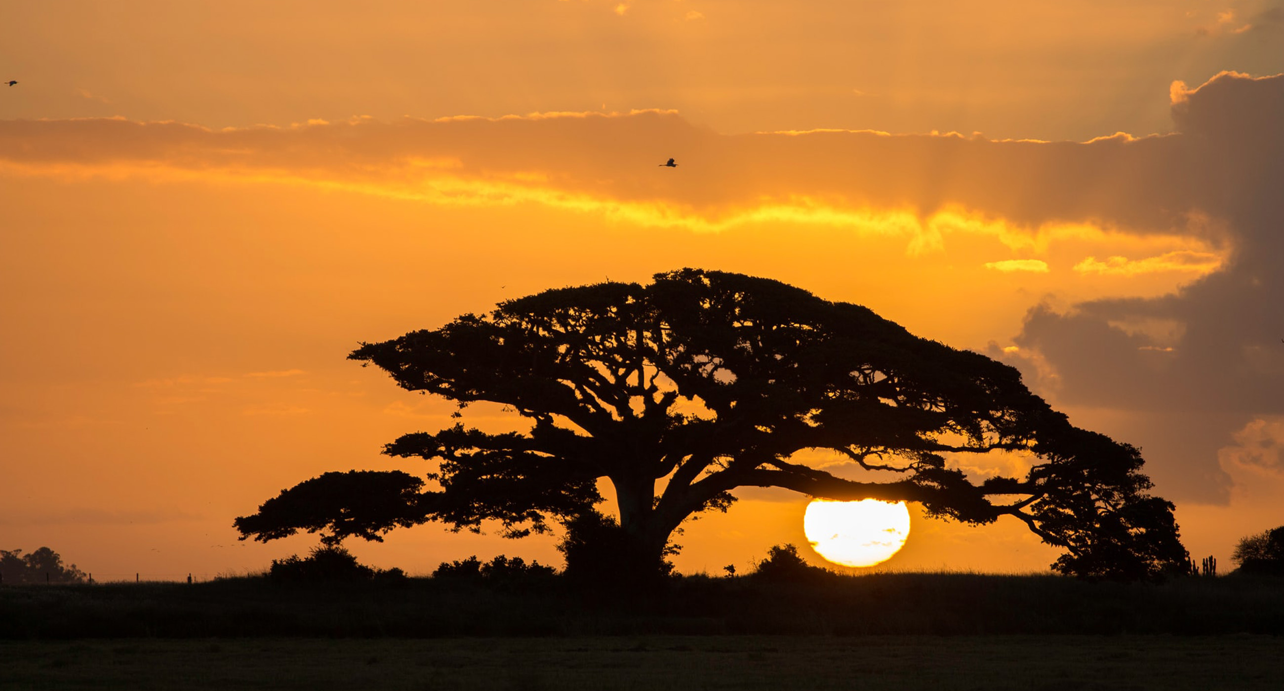 Image of a tree at sunset